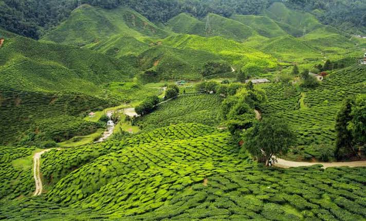Souvenirs from Indian States: Tea Gardens in Assam