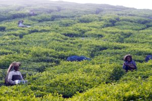 Tea Estate