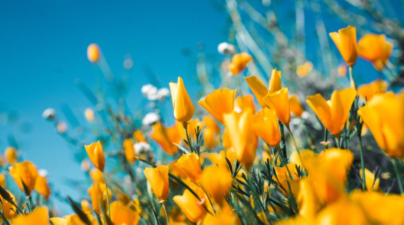 orange petaled flowers