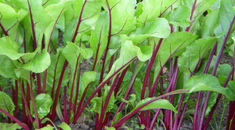 Indian Vegetables: Beetroot Leaves