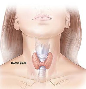 thyroid gland