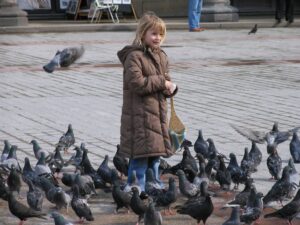 Laws against Pigeon Feeding